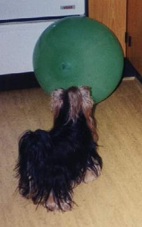 Yorkshire terrier Tarzan billede 3