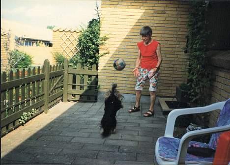 Yorkshire terrier Tarzan billede 4