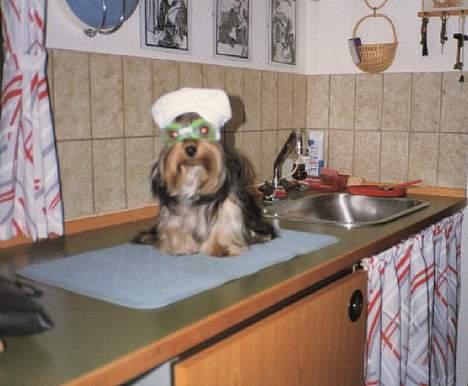 Yorkshire terrier Tarzan billede 5