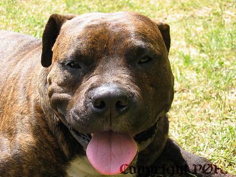 Amerikansk staffordshire terrier Buggi billede 2