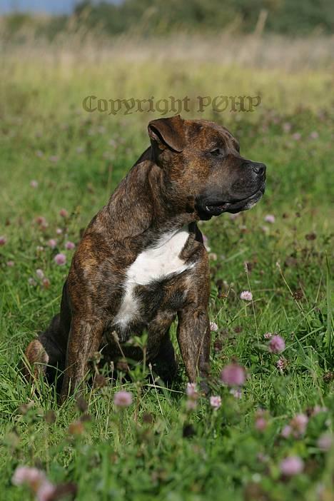 Amerikansk staffordshire terrier Buggi - 1 år 4 mdr billede 3
