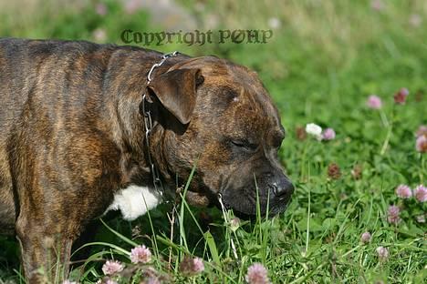Amerikansk staffordshire terrier Buggi - Ferdinand eeeeeelsker blomster billede 4