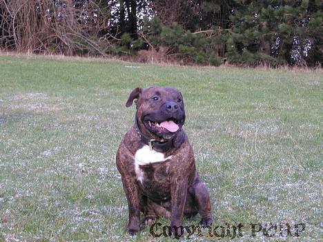 Amerikansk staffordshire terrier Buggi - Den lille bredmundede frø, Buggi billede 5