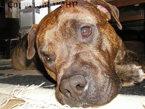 Amerikansk staffordshire terrier Buggi - ser lige ynkelig ud :o) billede 6