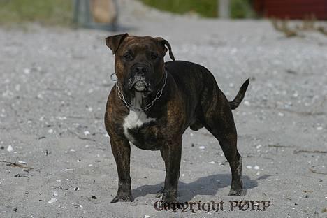 Amerikansk staffordshire terrier Buggi - Se lige sur ud..kom...! billede 7