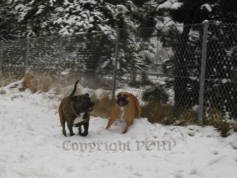 Amerikansk staffordshire terrier Buggi - WUHUUUU......SNE billede 8