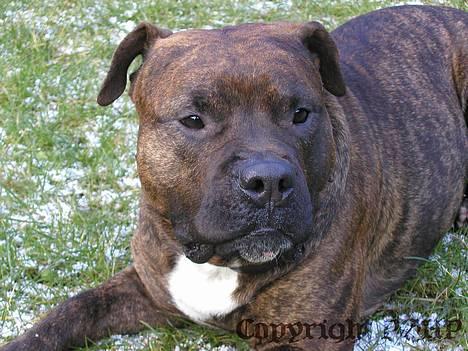 Amerikansk staffordshire terrier Buggi billede 9