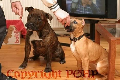 Amerikansk staffordshire terrier Buggi - MUMS...Guffere billede 10