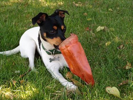 Dansk svensk gaardhund sille himmelhund - her ligger sille med sit okseøre billede 1