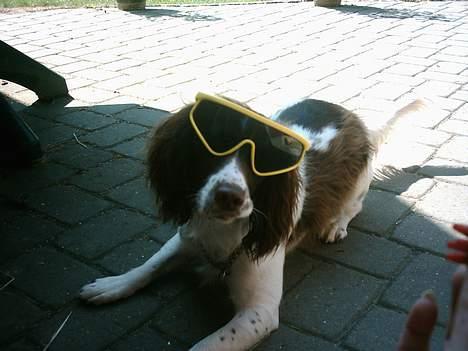 Field spaniel Jolly - Hey.. hva glor du på... billede 8