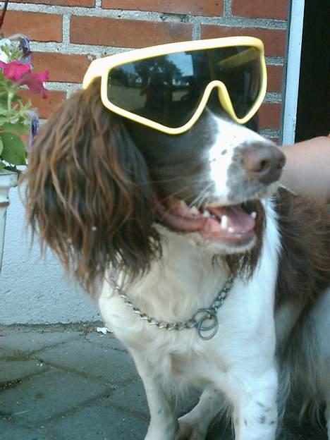 Field spaniel Jolly - er der nogen der siger noget...? billede 10