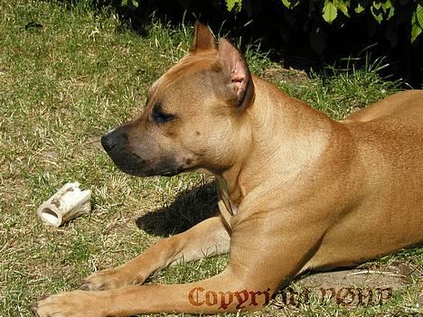 Amerikansk staffordshire terrier Sille - Hvil i fred - billede 2