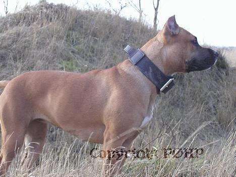 Amerikansk staffordshire terrier Sille - Hvil i fred - - STÅ billede 3