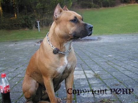 Amerikansk staffordshire terrier Sille - Hvil i fred - billede 4
