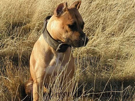 Amerikansk staffordshire terrier Sille - Hvil i fred - billede 5