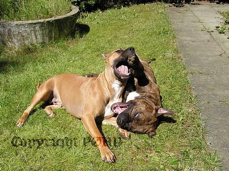 Amerikansk staffordshire terrier Sille - Hvil i fred - - Leger med brormand billede 6
