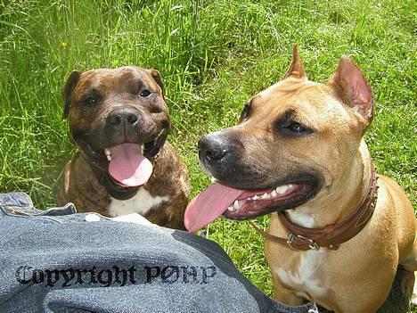 Amerikansk staffordshire terrier Sille - Hvil i fred - - Er det her man får guffere?? billede 7