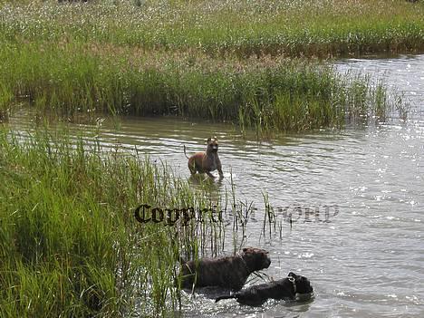 Amerikansk staffordshire terrier Sille - Hvil i fred - - Det er altså liiidt farligt det der vand, det er!! billede 8