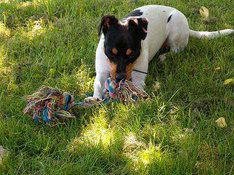 Dansk svensk gaardhund sille himmelhund - her ligger lille sille og lege med sit legetøj hehe billede 3