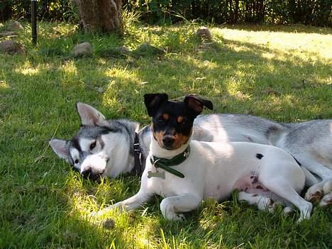 Dansk svensk gaardhund sille himmelhund - her ligger sille og slapper af med sin beste ven  billede 4