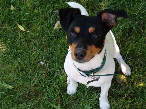 Dansk svensk gaardhund sille himmelhund - og der sidder hun og får sig en slapper  billede 5