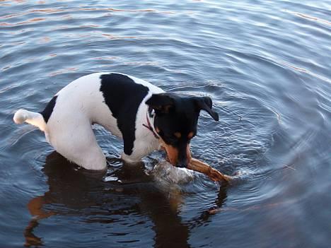 Dansk svensk gaardhund sille himmelhund billede 6