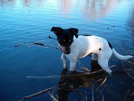 Dansk svensk gaardhund sille himmelhund billede 7