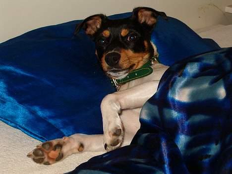 Dansk svensk gaardhund sille himmelhund billede 8