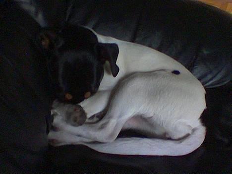 Dansk svensk gaardhund sille himmelhund - her ligger min lille mus og får sig en lur billede 9