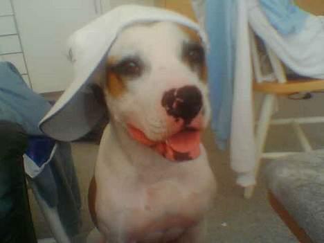 Blanding af racer *Bella*(Mus). R.I.P - Se min nye kamsket...2005-2006 ca. billede 5