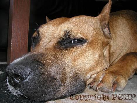 Amerikansk staffordshire terrier Sille - Hvil i fred - billede 9