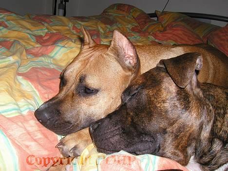 Amerikansk staffordshire terrier Sille - Hvil i fred - billede 10