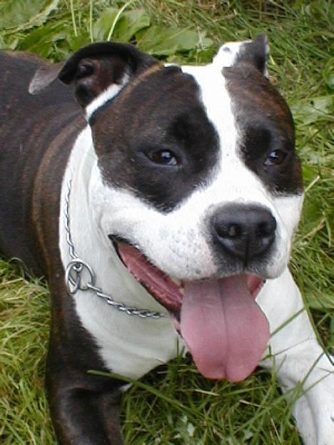 Amerikansk staffordshire terrier Tais (er død) - SMIIIIL!!!!!!!!!!!!!!! billede 1