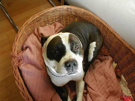 Amerikansk staffordshire terrier Tais (er død) billede 3