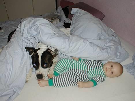 Amerikansk staffordshire terrier Tais (er død) - Jeg mysser bare hans fødder mor.......... billede 4