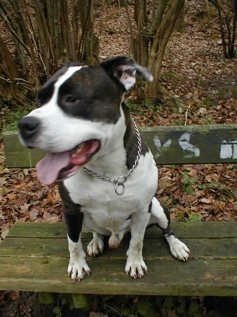 Amerikansk staffordshire terrier Tais (er død) - Ud i den friske luft...... billede 5