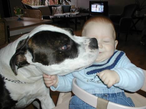 Amerikansk staffordshire terrier Tais (er død) - Uhhh rester......*gg* billede 6