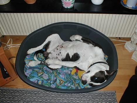 Amerikansk staffordshire terrier Tais (er død) - Godnat!!! billede 9