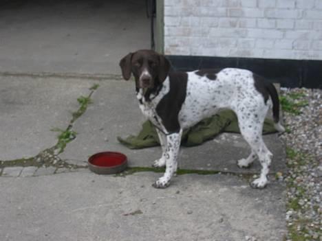 Gammel dansk hønsehund Sika - her står hun og ikke helt ved hvad hun skal lave..... billede 1