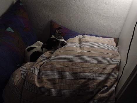 Dansk svensk gaardhund Bimmer billede 10