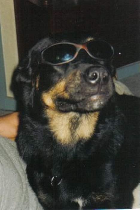 Blanding af racer Sacha RIP - Man er vel lidt Sej *G* billede 1