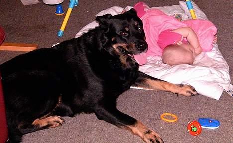 Blanding af racer Sacha RIP - Sacha er en trofast barnepige, men så gammel i gårde at hun lægger sig uden for rækkevidde*G* billede 2