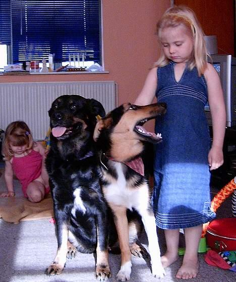 Blanding af racer Sacha RIP - Sacha med Belle og Chatana billede 3