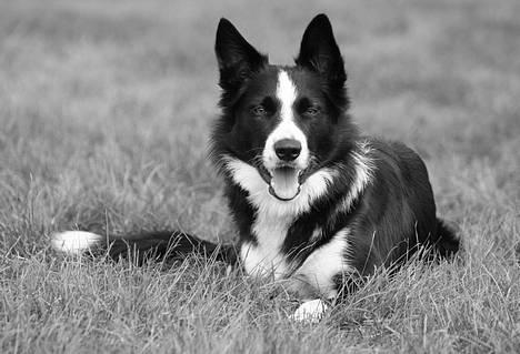 Border collie Indiana Jones "Indi" - RIP - Indiana Jones. Foto af schnauzerpower.dk billede 1