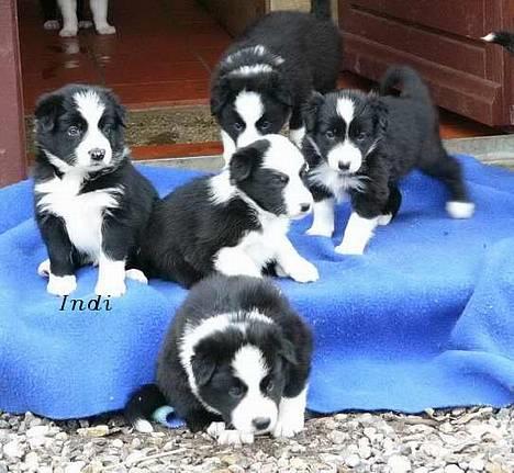 Border collie Indiana Jones "Indi" - RIP - Indi med nogle af hans søskende - ca 5 uger gamle billede 2