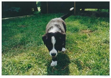 Border collie Indiana Jones "Indi" - RIP - 9 uger og hyrder allerede billede 3