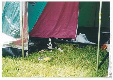 Border collie Indiana Jones "Indi" - RIP - Indi 10 uger og med på telttur på fyn billede 4