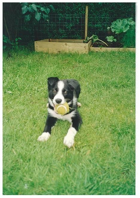 Border collie Indiana Jones "Indi" - RIP - Indi med yndlings legetøjet  billede 5