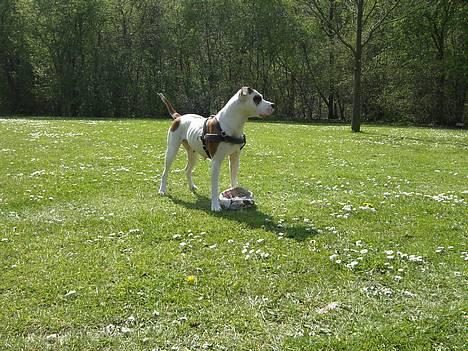 Blanding af racer *Bella*(Mus). R.I.P - Næææ det er spændende.... 2007. billede 6