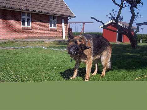 Schæferhund Bjørn * aflivet :'/ * billede 10